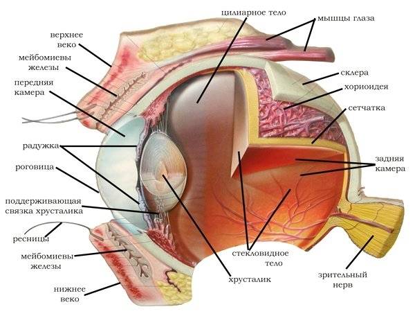 La structure de l'oeil du chien
