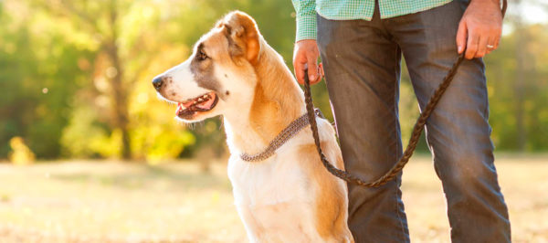 Comment devenir un leader pour un chien