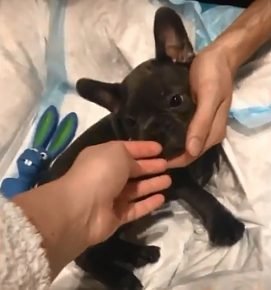 Le chien d'Ida Galich