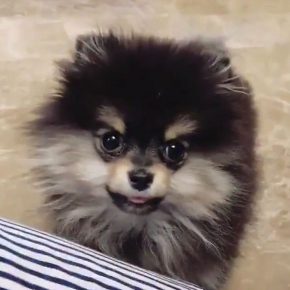Spitz de Poméranie