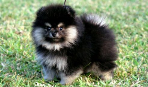 Race de chien Poméranie
