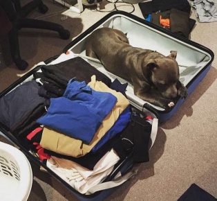 Pit bull terrier dans une valise