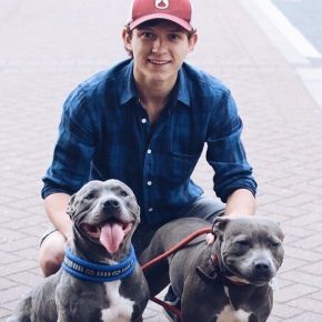 Hollnad avec des chiens