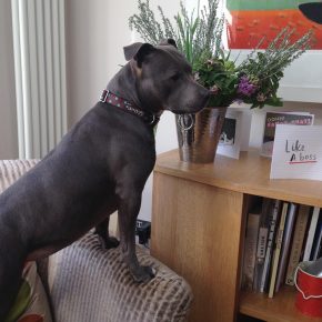 Race de chien pit bull terrier
