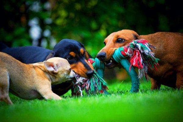 Teckel nain et autres chiens