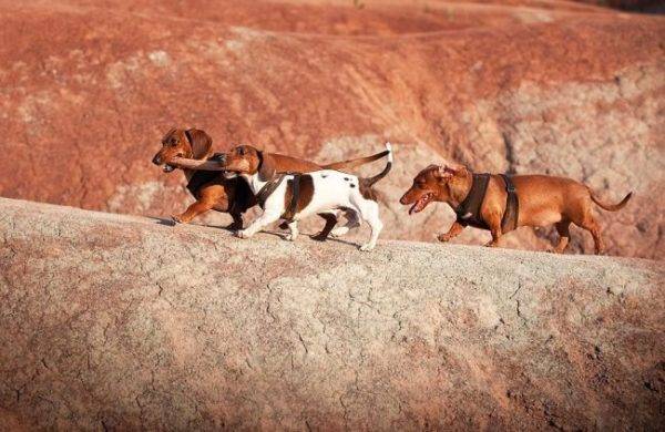 Teckels Nains