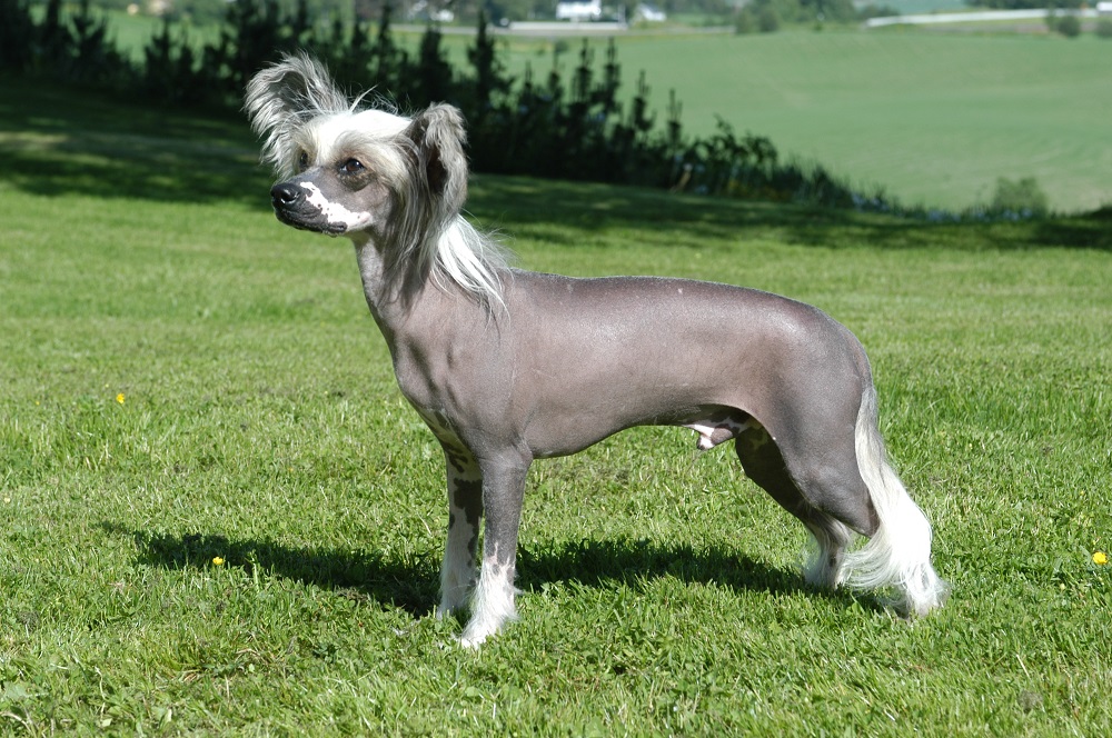 Chien à crête chinoise - description, caractère et photo de race