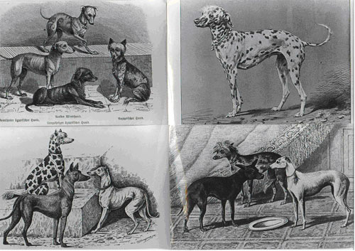 Chien à crête chinoise - description, caractère et photo de race