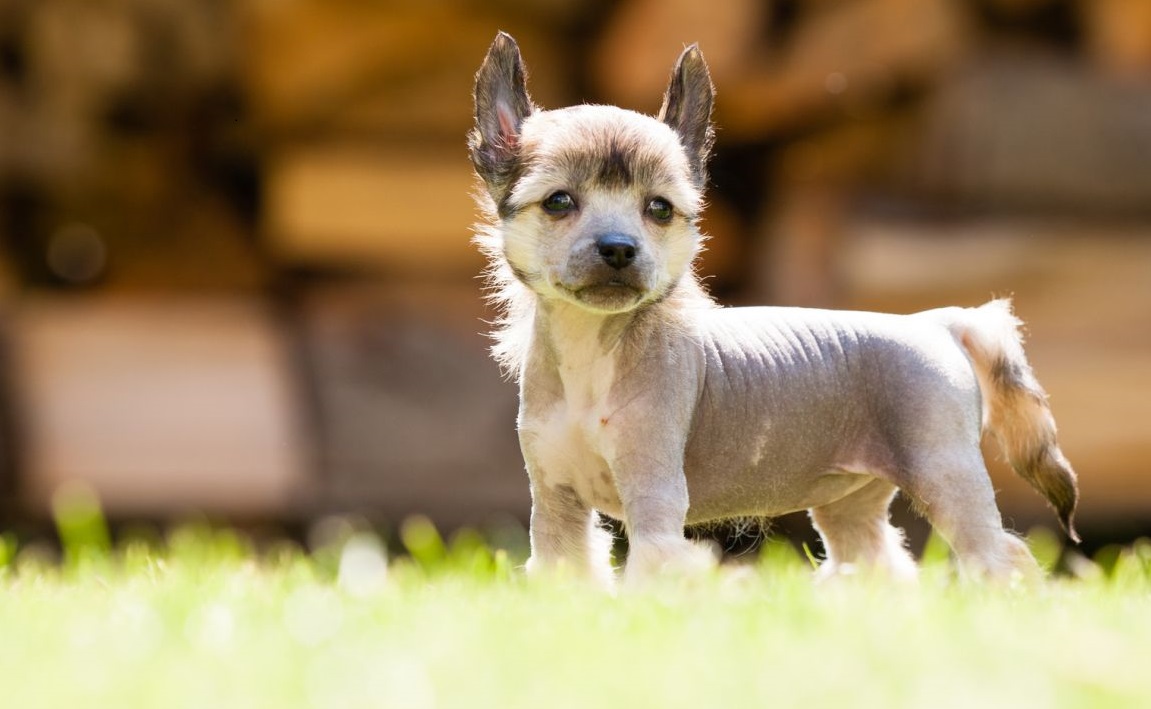 Chien à crête chinoise - description, caractère et photo de race