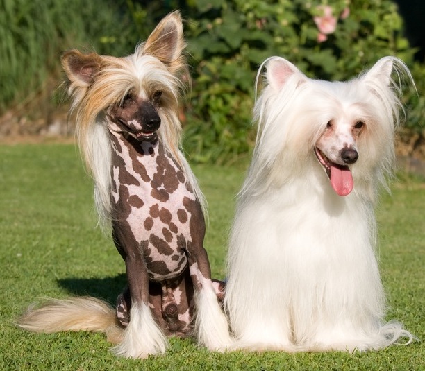 Chien à crête chinoise - description, caractère et photo de race