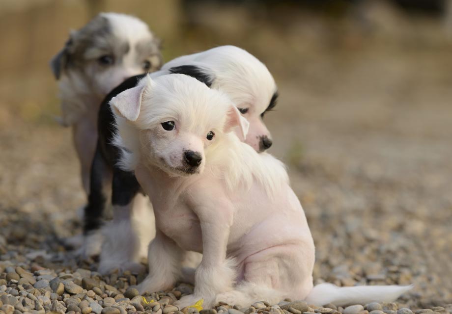 Photo d'un chiot chinois à crête nue