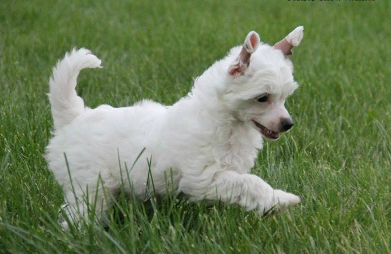 Photo d'un chiot à crête chinois moelleux