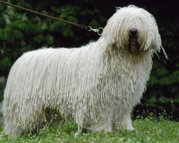 Komondor