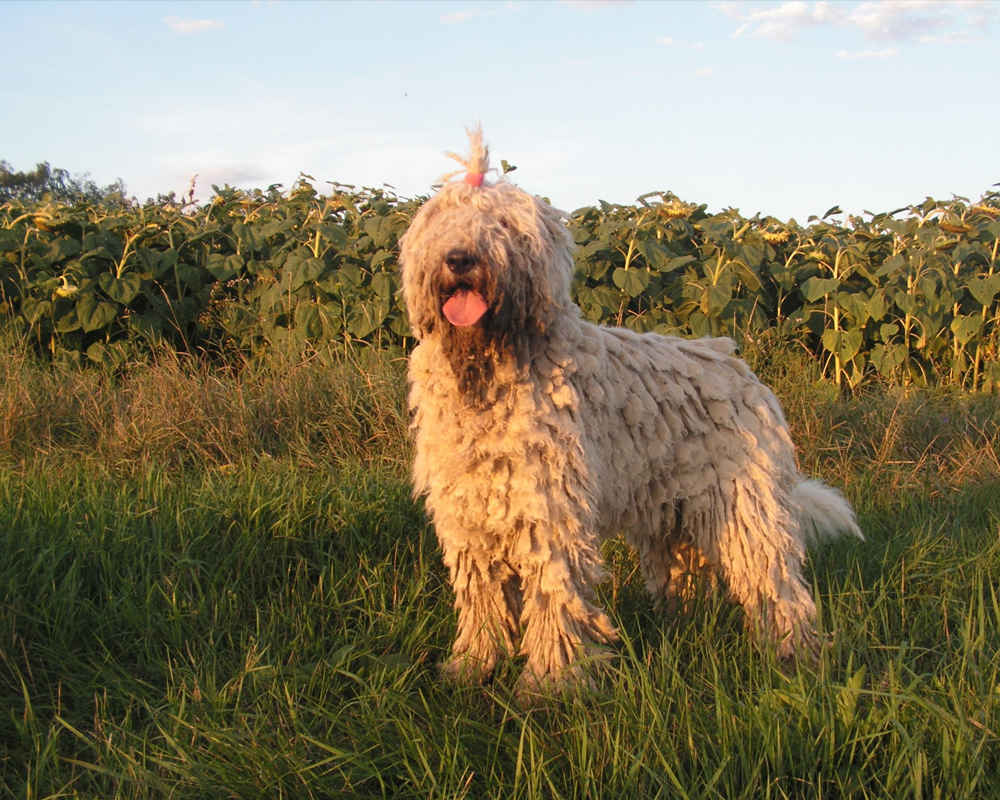 Komondor