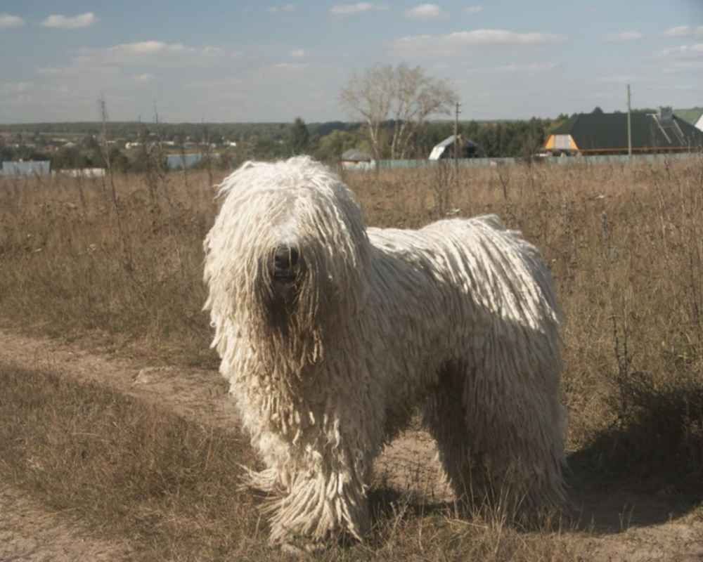 Komondor