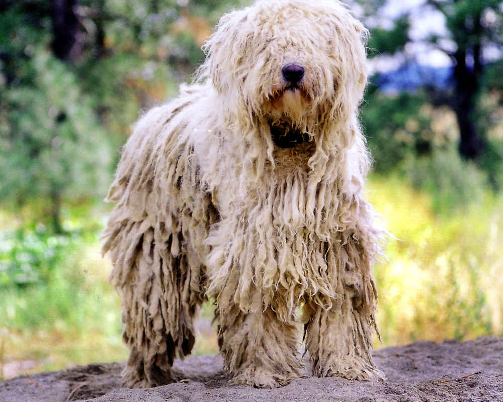 Komondor