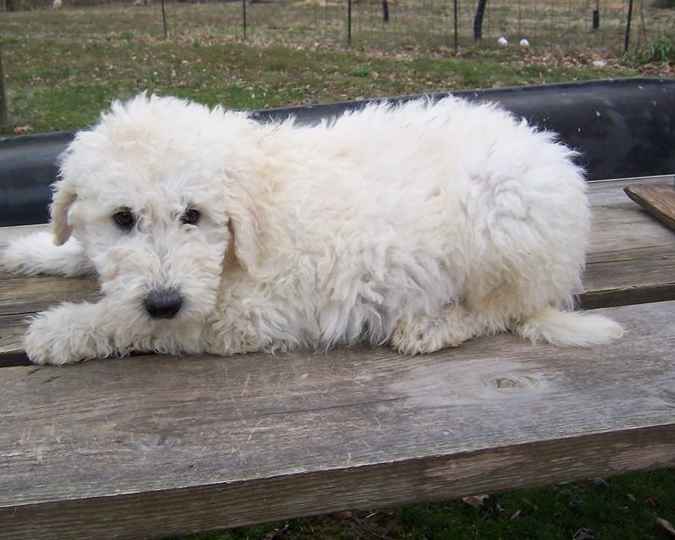 Chiot Komondor - photo