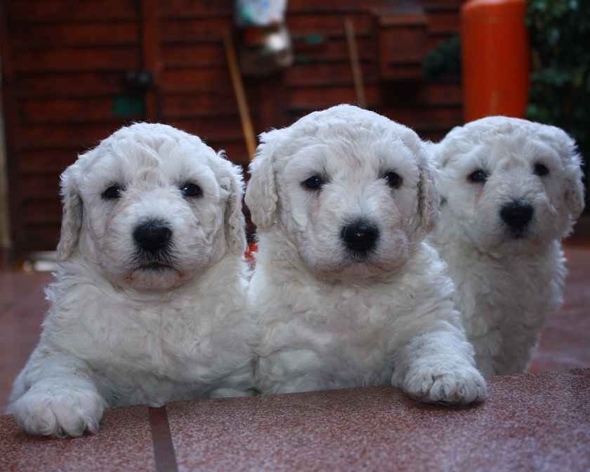 Chiots du berger hongrois
