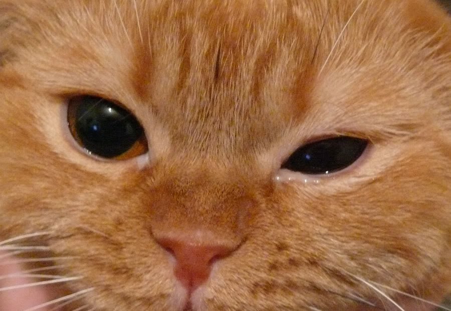 Conjonctivite chez le chat: traitement, types, causes et les symptômes