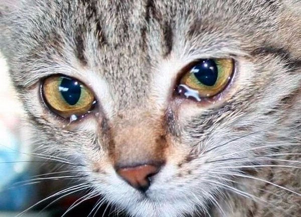 Conjonctivite chez le chat: traitement, types, causes et les symptômes