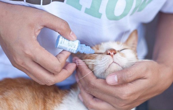 Conjonctivite chez le chat: traitement, types, causes et les symptômes