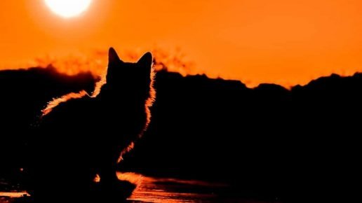 Silhouette d'un chat