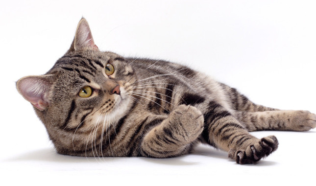 Chat sans queue - race Manx