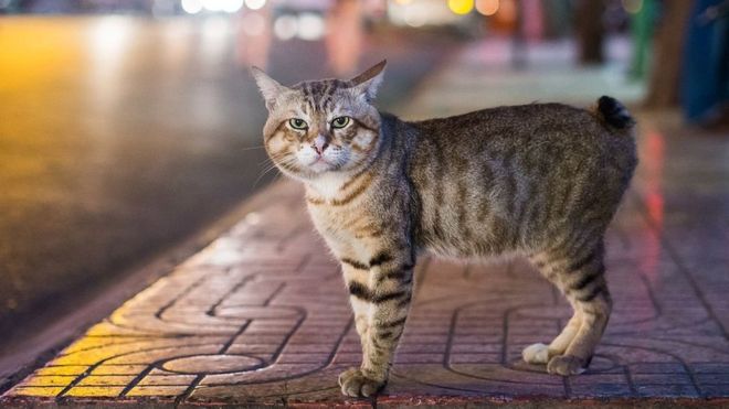 Chat sans queue - race Manx