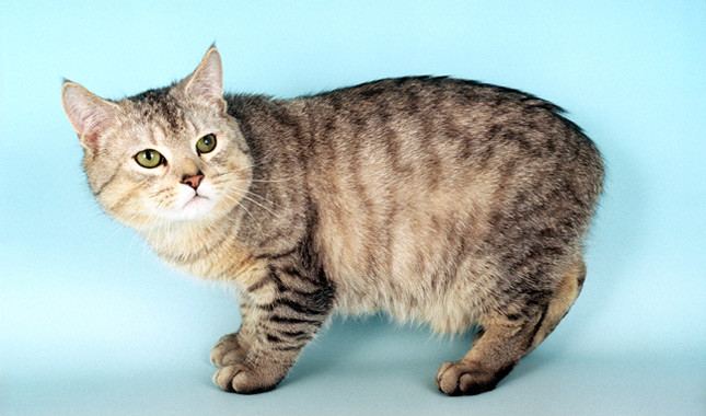Chat sans queue - race Manx