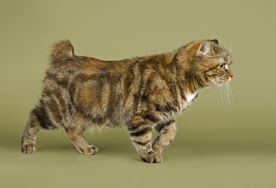 Chat sans queue - race Manx