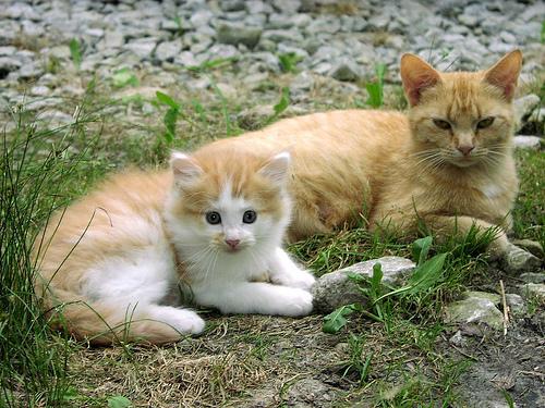 Chat ou chaton - à quoi s'arrêter un choix?