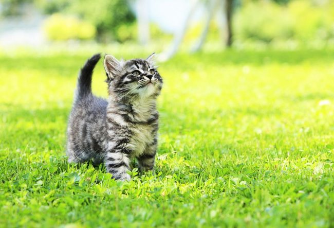 Les chatons affectueux et calmes deviendront de bons amis pour toute la famille