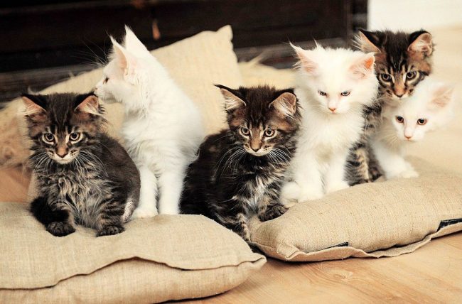 L'avantage indiscutable du Maine Coon est son caractère pacifique et souple