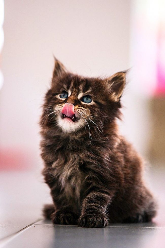 Les Maine Coons restent des chatons par leur comportement, car ils sont extrêmement joueurs.