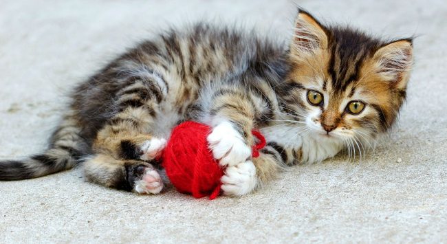 Les chatons courent après un homme, le regardent dans les yeux et, comme s'ils essayaient de dire quelque chose, ronronnaient sans cesse