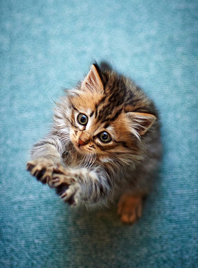 Les enfants du Maine Coon s'endorment instantanément, dès que vous les arrachez du sol et que vous les ramassez