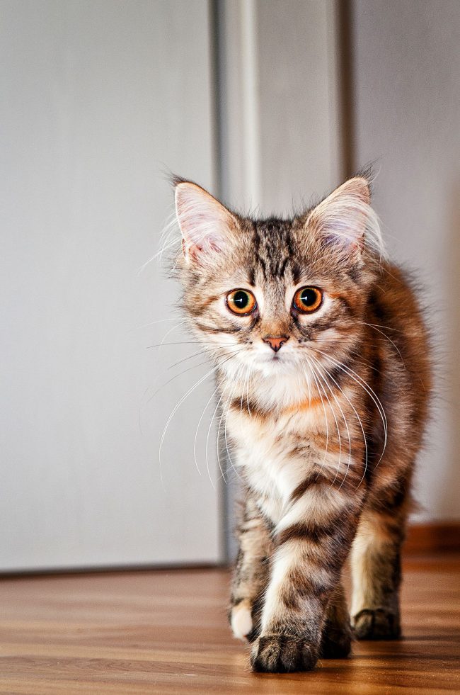 Les chatons Maine Coon sont très mignons et actifs