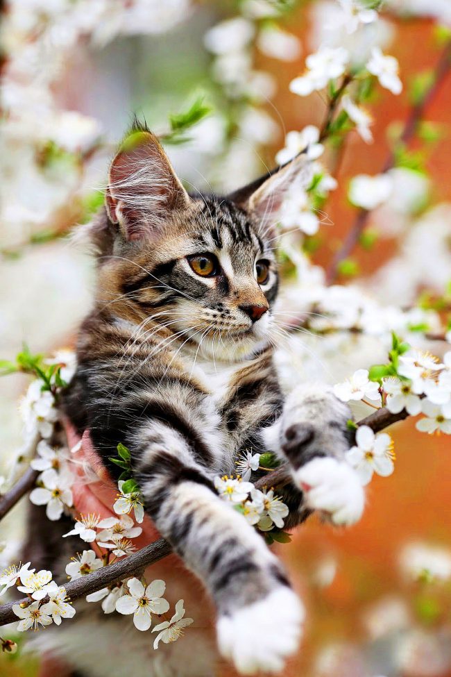 Avec les chatons Maine Coon, il y aura toujours du printemps à la maison