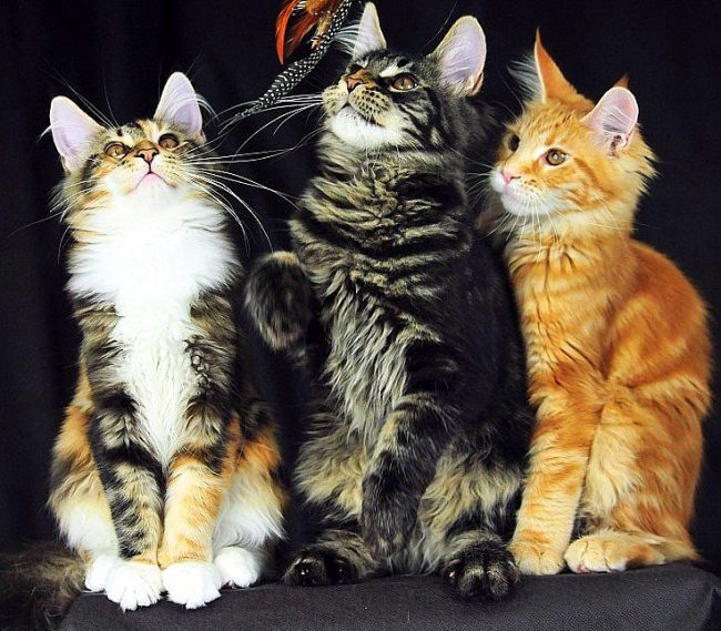 Les chatons du Maine Coon s'ébattent volontiers