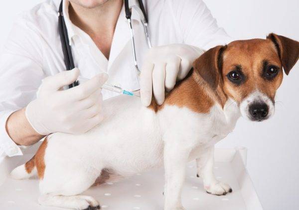 Vaccination d'un chien contre le lichen