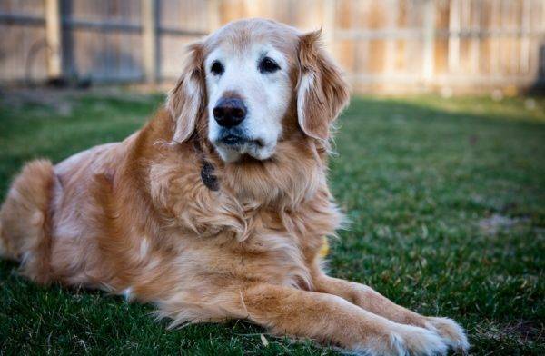 un beau chien ment