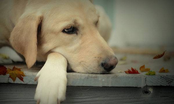 chien triste et doux