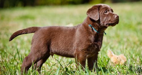 Mini Labrador, existe-t-il une race?