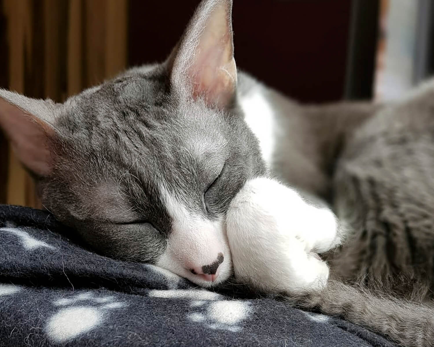chat allemand de rex