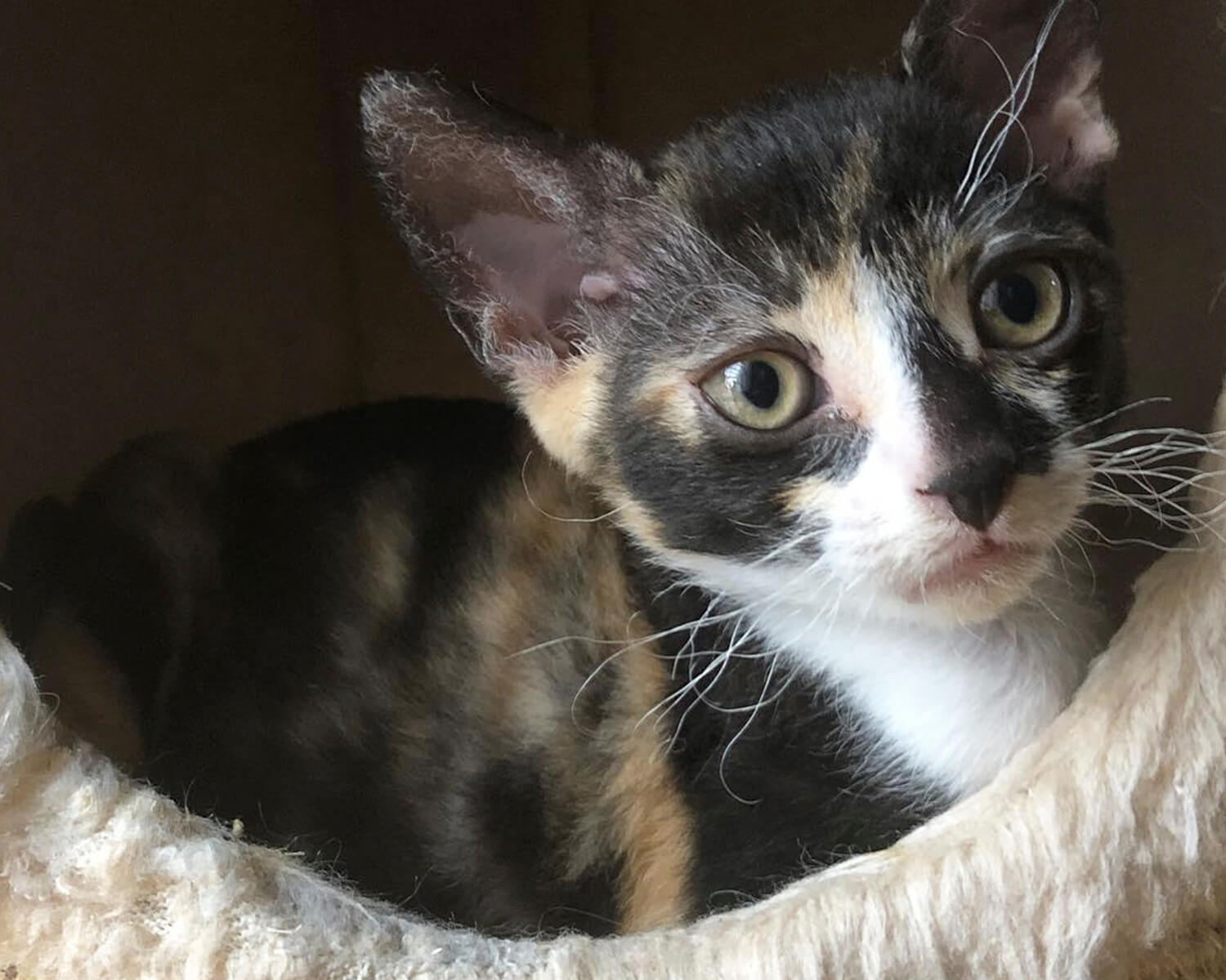 chaton allemand rex