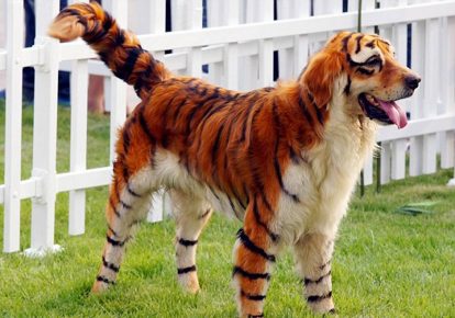 chien