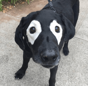 labrador à lunettes