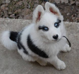 chiot husky avec des lunettes