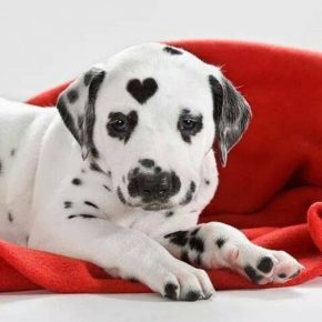 chiot avec un coeur