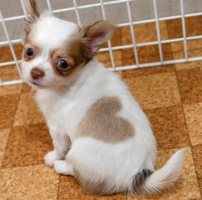 Coeur sur le dos du chiot